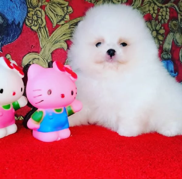 REGALO POMERANIAN MINI TOY BIANCA | Foto 0