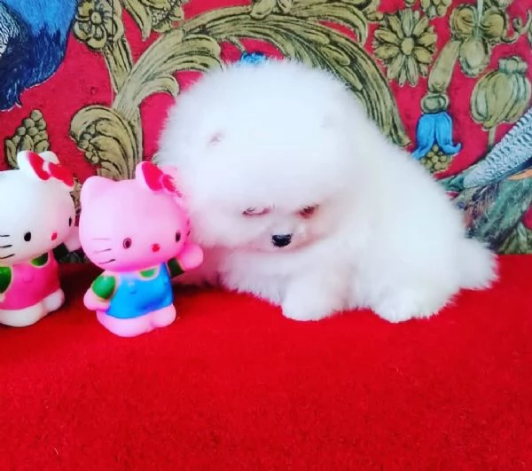 REGALO POMERANIAN MINI TOY BIANCA