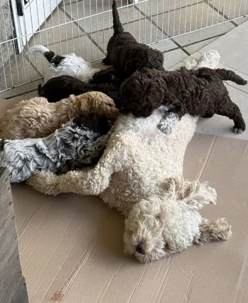 REGALO LAGOTTO ROMAGNOLO  | Foto 0