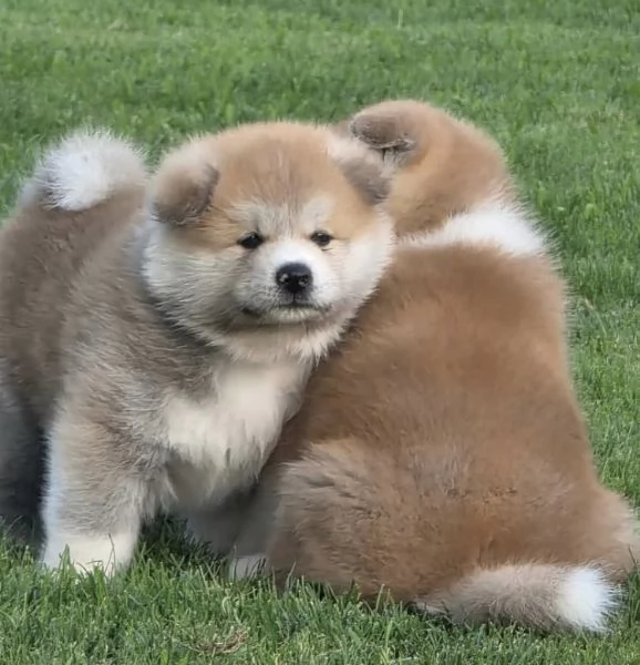 REGALO AKITAINU