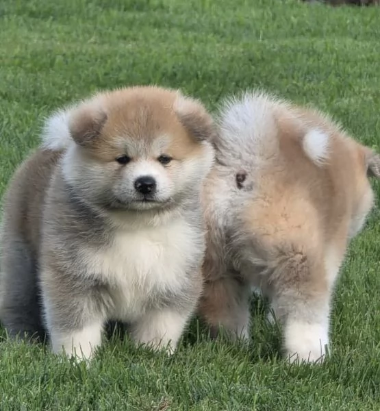 REGALO AKITAINU | Foto 0