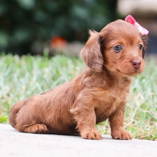 CUCCIOLO BASSOTTO NANO  DISPONIBILI 