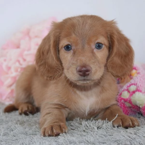 CUCCIOLO BASSOTTO NANO  DISPONIBILI  | Foto 0