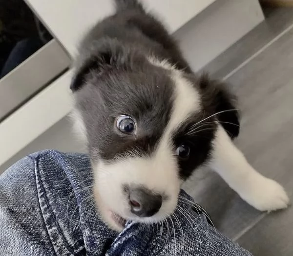 CUCCIOLO BORDER COLLIE PURA MADCHIO E FEMMINA  | Foto 0