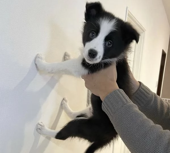 CUCCIOLO BORDER COLLIE PURA MADCHIO E FEMMINA 