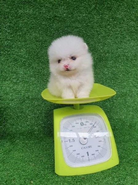 Pomeranian mini razza pura 