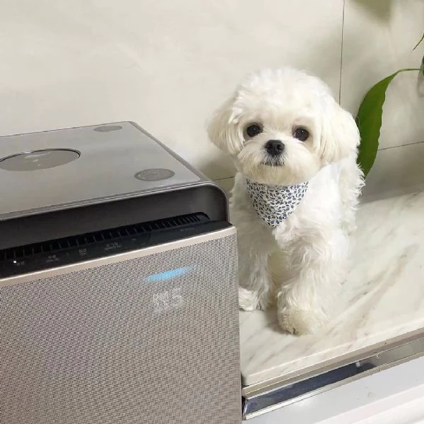 Disponibile femmina  e maschio di maltese toy  di 3mesi