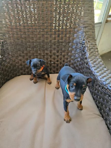 disponibili subito dei meravigliosi cuccioli di pinchers  | Foto 0