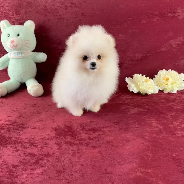 disponibili subito dei meravigliosi cuccioli di pomerania mini toy | Foto 1
