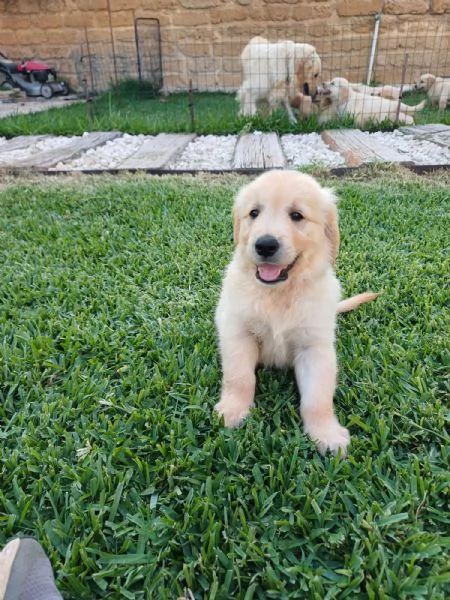 Vendesi cuccioli Golden Retriever  | Foto 6