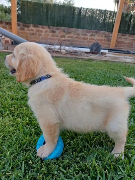 Vendesi cuccioli Golden Retriever  | Foto 5
