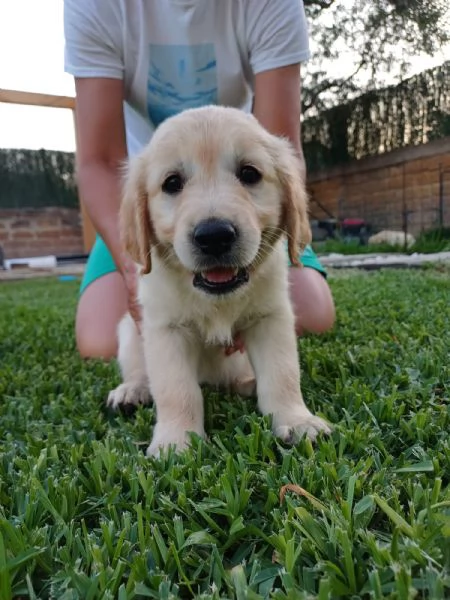 Vendesi cuccioli Golden Retriever  | Foto 4