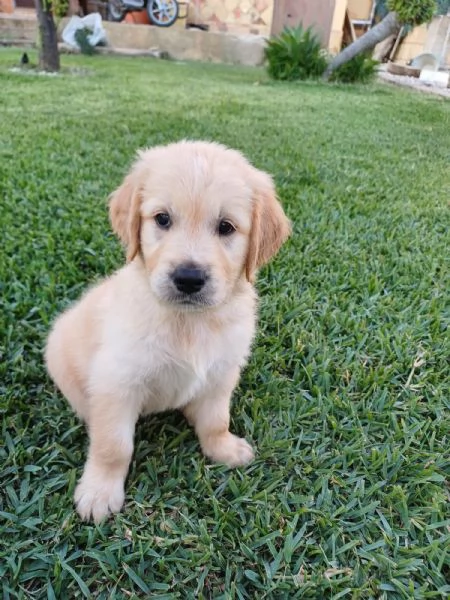 Vendesi cuccioli Golden Retriever 