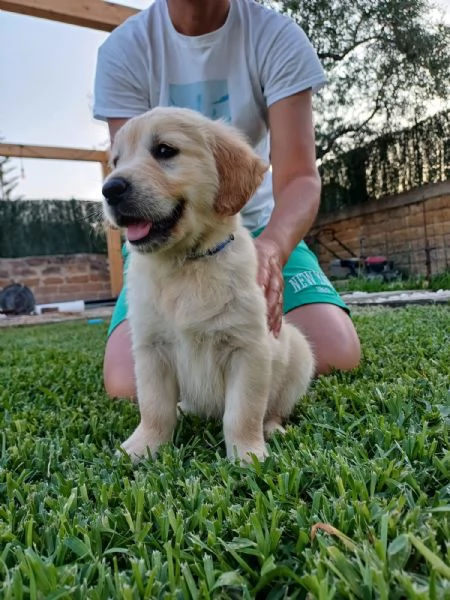 Vendesi cuccioli Golden Retriever  | Foto 3