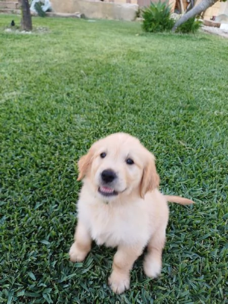 Vendesi cuccioli Golden Retriever  | Foto 2