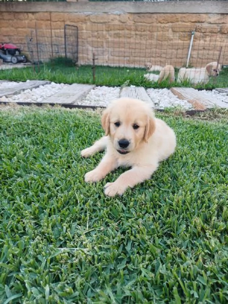Vendesi cuccioli Golden Retriever  | Foto 1
