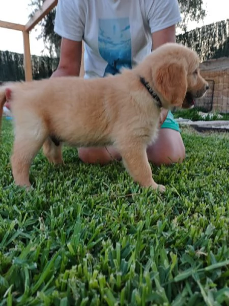 Vendesi cuccioli Golden Retriever  | Foto 0
