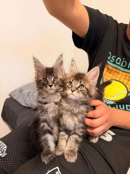 Cuccioli di Maine Coon  | Foto 5