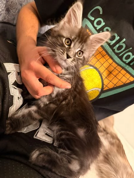 Cuccioli di Maine Coon  | Foto 4