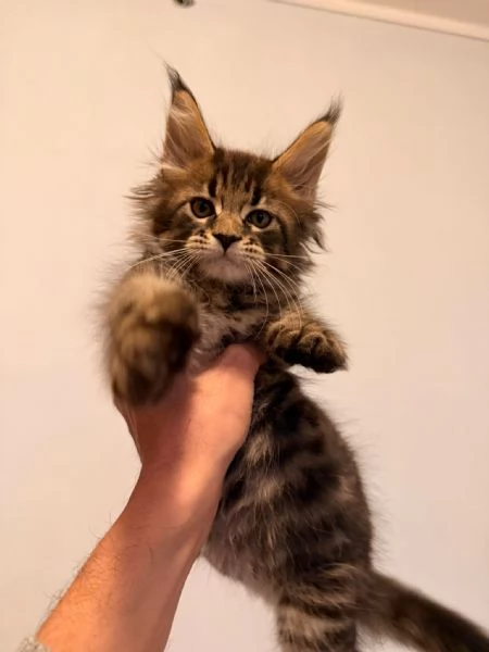 Cuccioli di Maine Coon  | Foto 2