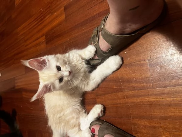 Cuccioli di Maine Coon 