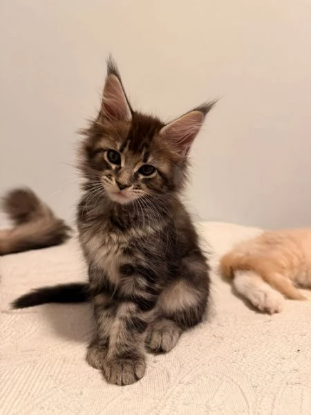 Cuccioli di Maine Coon  | Foto 1