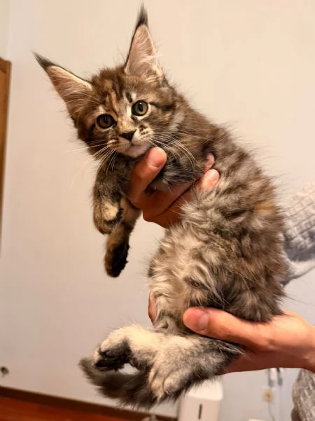 Cuccioli di Maine Coon  | Foto 0