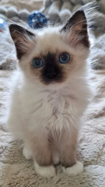 Ragdoll con Pedigree 