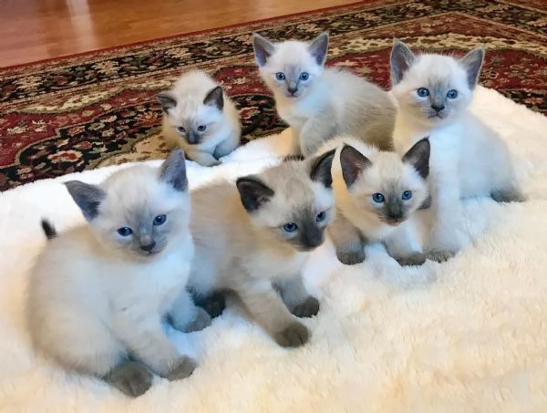 Adotta gratuitamente un gattino siamese