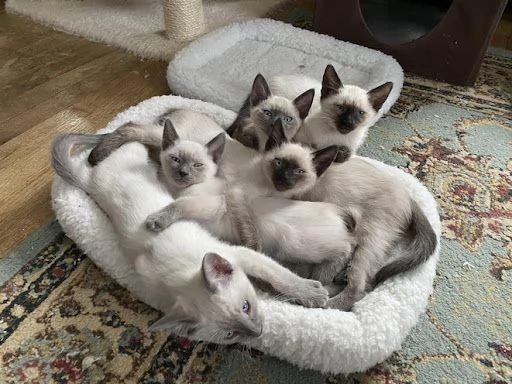 Adotta gratuitamente un gattino siamese | Foto 0