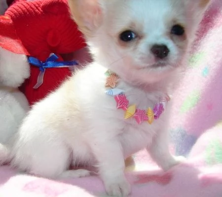  Regalo disponibili cuccioli di Chihuahua 