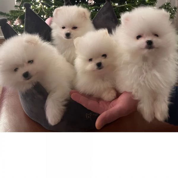 Regalo cuccioli di Volpini Spitz di Pomerania a disposizione