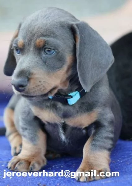 Regalo Cuccioli di Bassotto Nano