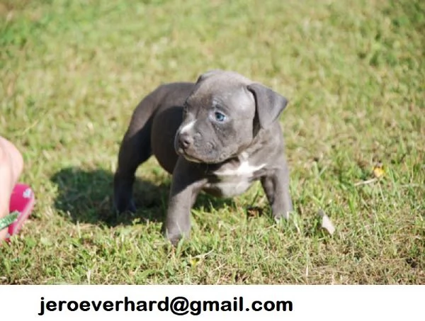 Regalo Cuccioli di American pitbull terrier 
