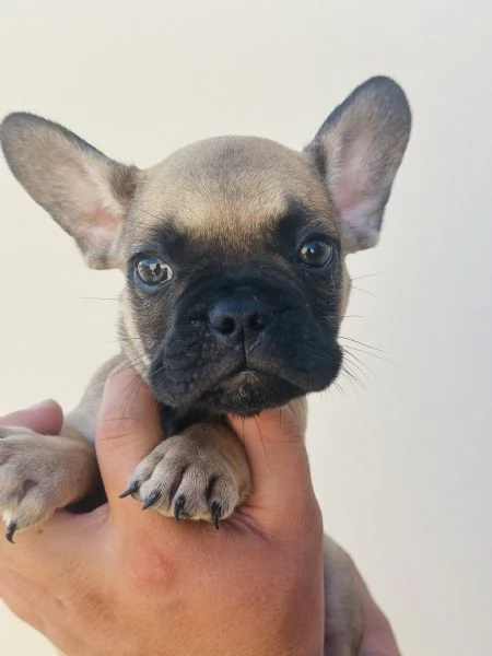 Cuccioli di Bulldog Francese  | Foto 0