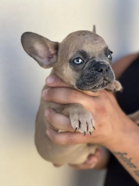Cuccioli di Bulldog Francese 
