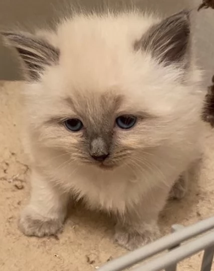Bellissimi gattini di Ragdoll