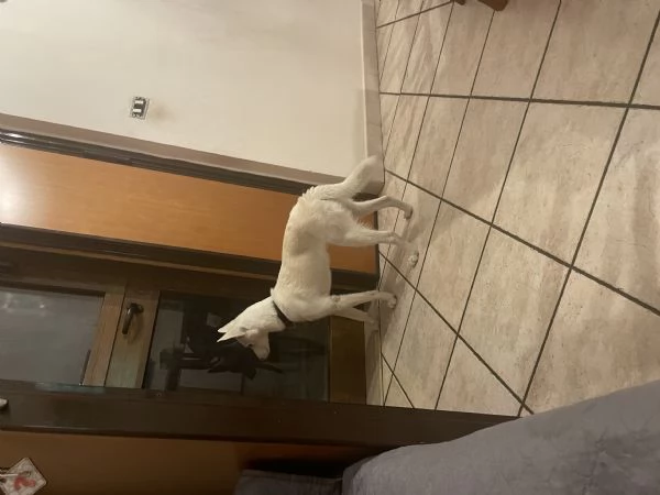 Regalo cucciola Incrocio Husky 