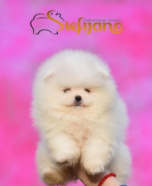 Pomeranian Boo Cuccioli | Foto 4