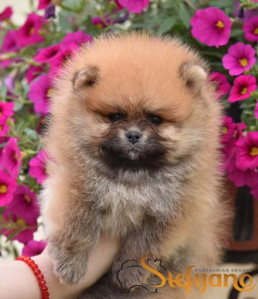 Pomeranian Boo Cuccioli | Foto 3