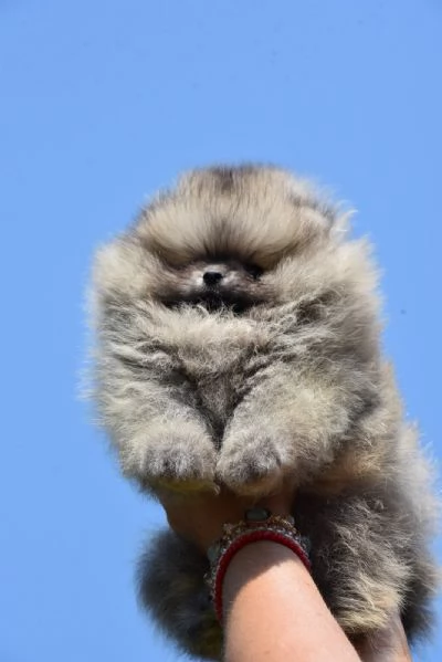 Pomeranian Boo Cuccioli | Foto 1