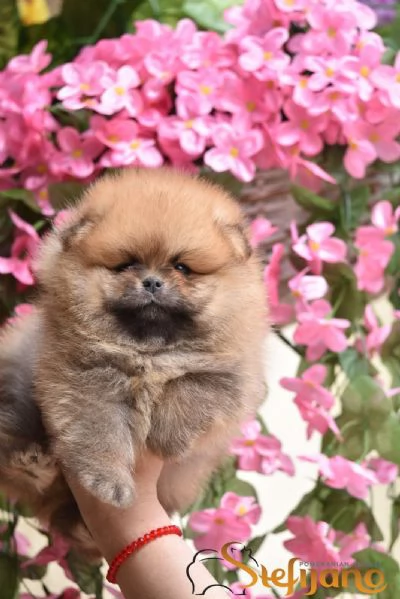 Pomeranian Boo Cuccioli | Foto 0