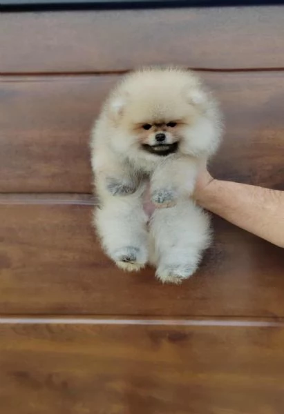 Pomerania  Cuccioli bellissimi e adorabili | Foto 3