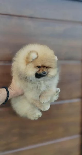 Pomerania  Cuccioli bellissimi e adorabili | Foto 2
