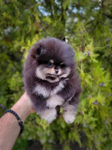 Pomerania  Cuccioli bellissimi e adorabili | Foto 1