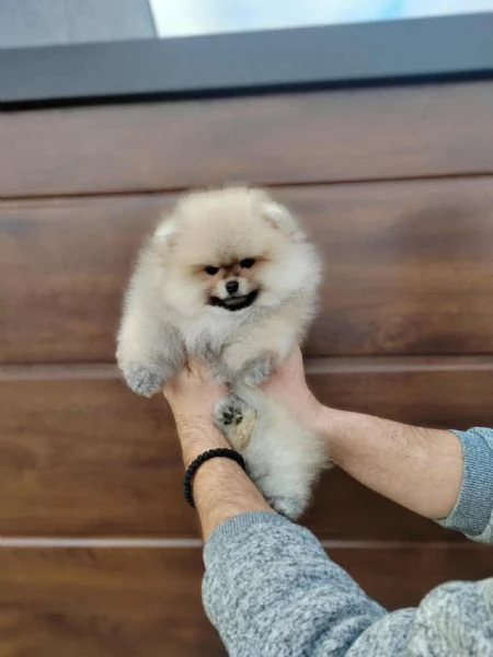 Pomerania  Cuccioli bellissimi e adorabili | Foto 0