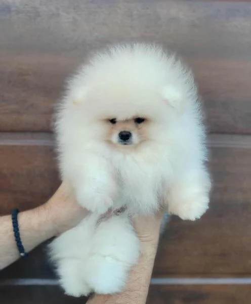 Pomerania  Cuccioli bellissimi e adorabili
