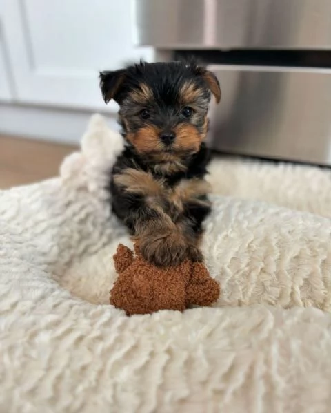 Cuccioli di Yorkshire Terrier Contattateci per maggiori informazioni | Foto 0