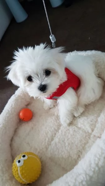 In regalo cuccioli di Maltese addestrati a casa pronti per essere adottati