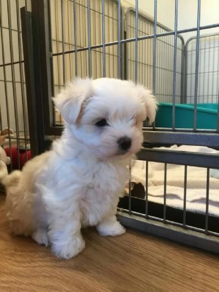 In regalo cuccioli di Maltese addestrati a casa pronti per essere adottati | Foto 0
